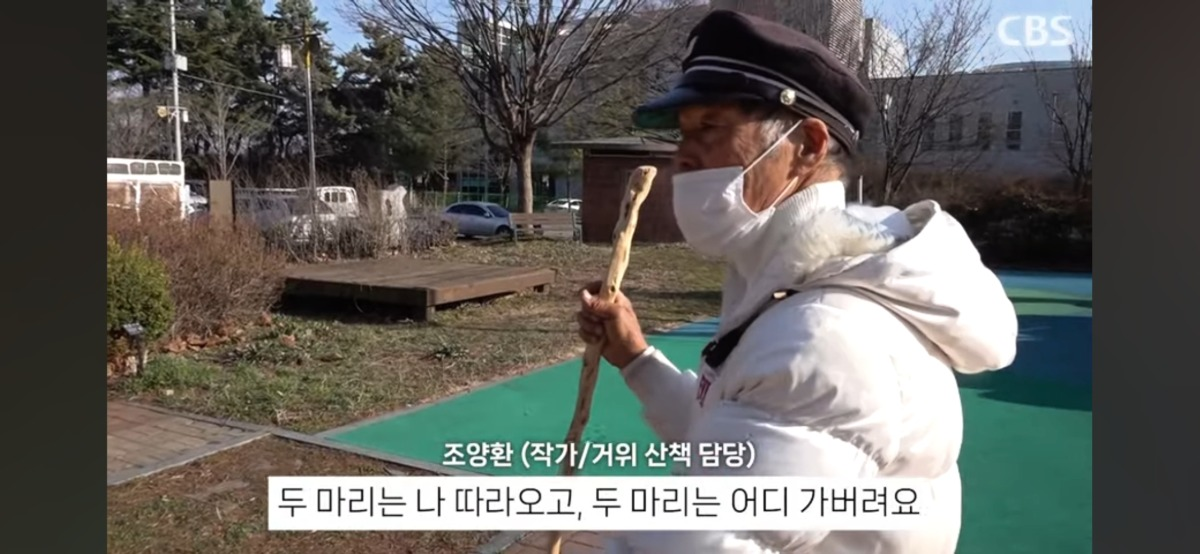 4시면 거위들과 산책하러 나온다는 전주의 거위아저씨 | 인스티즈