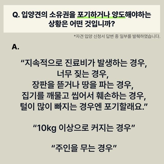 유기견 입양 = 공짜로 어린 품종견 입양이라고 생각하는 사람들 많은듯.. | 인스티즈