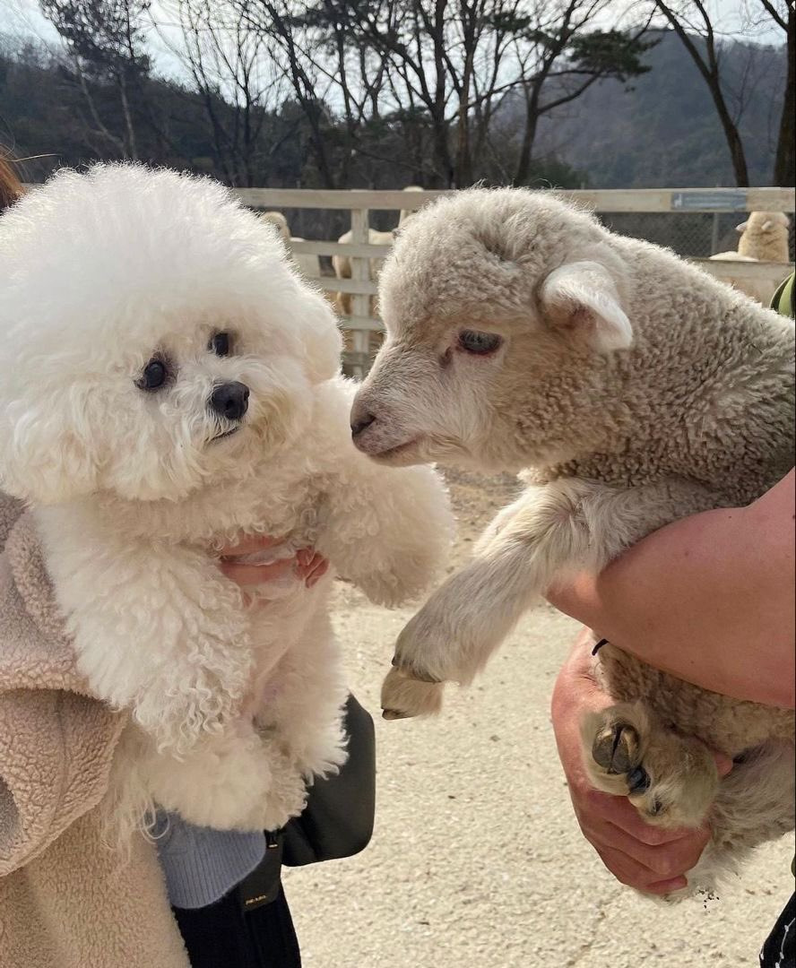 처음으로 양을 보게 된 집개 | 인스티즈