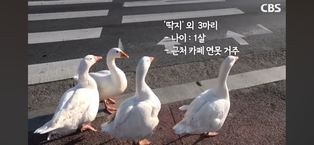 4시면 거위들과 산책하러 나온다는 전주의 거위아저씨 | 인스티즈