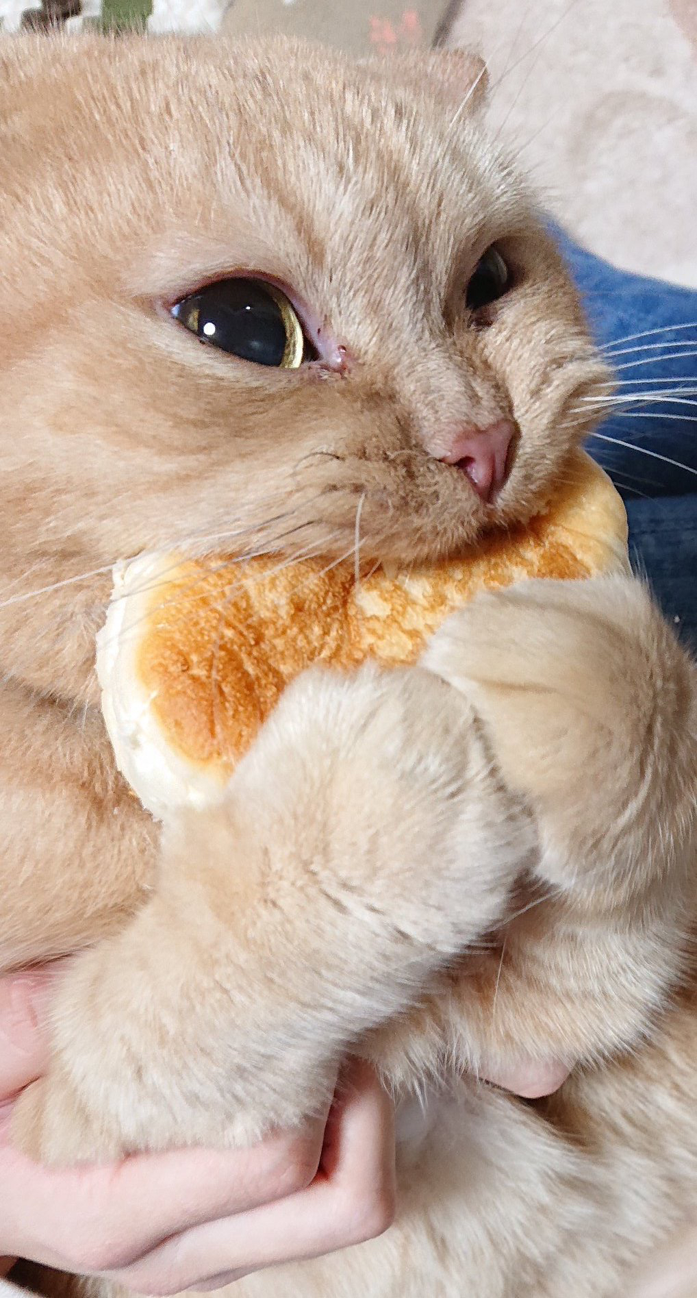  집사의 빵이 탐났던 고양이.jpg