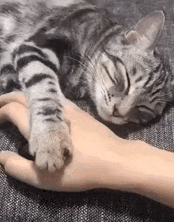 집사가 손 치우는 게 싫은 고양이.gif