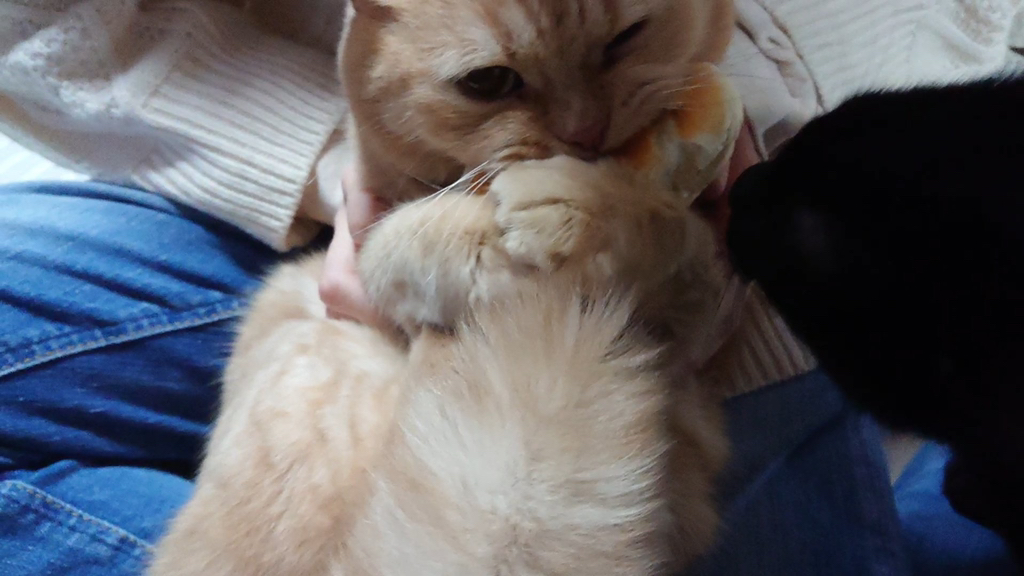집사의 빵이 탐났던 고양이.jpg | 인스티즈