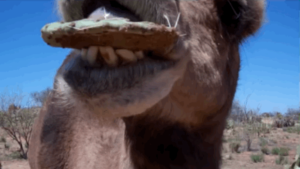선인장 먹는 낙타🌵🐪 | 인스티즈