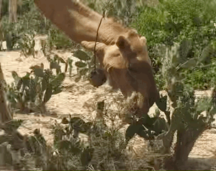 선인장 먹는 낙타🌵🐪 | 인스티즈