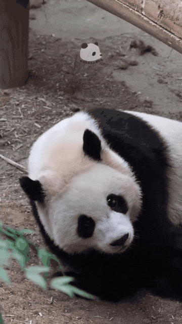 엄마한테 애교 부리러 갔다가 그냥 누운 판다된 후이바오 | 인스티즈