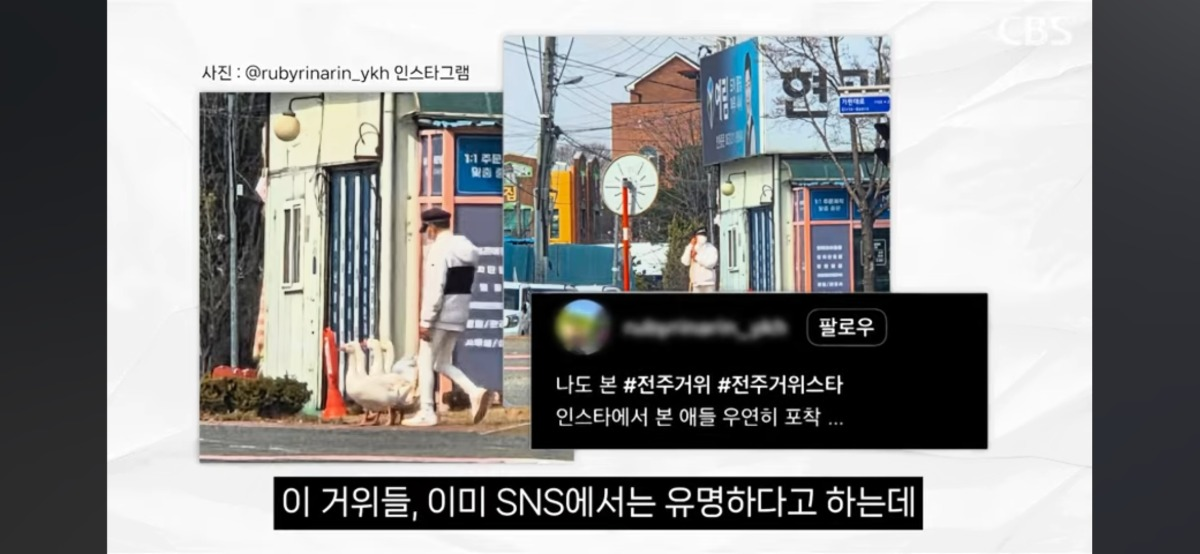  4시면 거위들과 산책하러 나온다는 전주의 거위아저씨