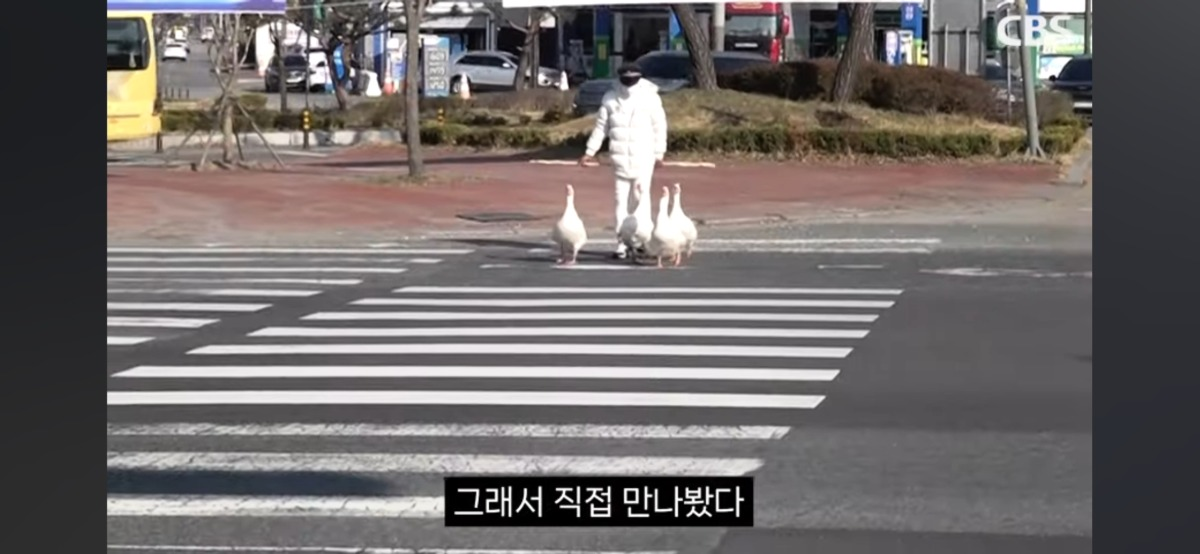 4시면 거위들과 산책하러 나온다는 전주의 거위아저씨 | 인스티즈