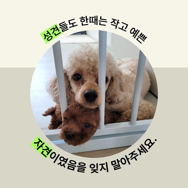 유기견 입양 = 공짜로 어린 품종견 입양이라고 생각하는 사람들 많은듯.. | 인스티즈