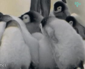  추워서 친구한테 어깨동무하는 펭귄.gif