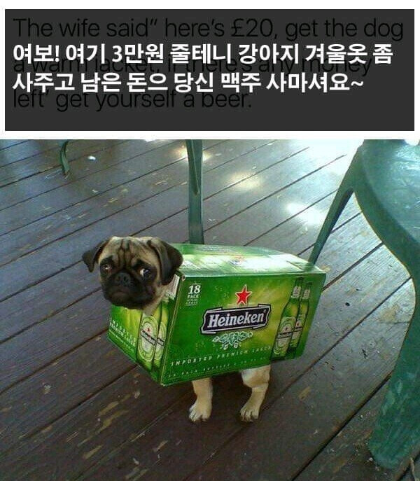  여보 3만원 줄테니 강아지 옷 사고 남는 돈으로 맥주 사요
