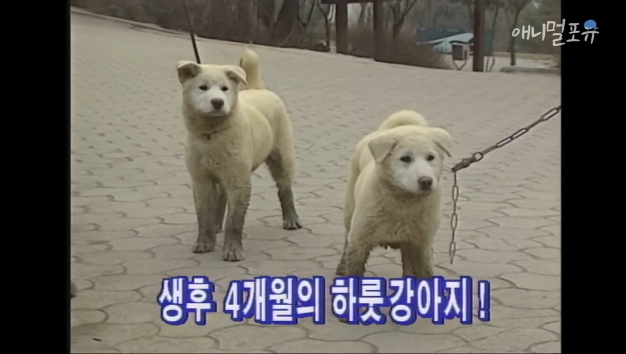  하룻강아지는 정말 범 무서운 줄 모를까?1