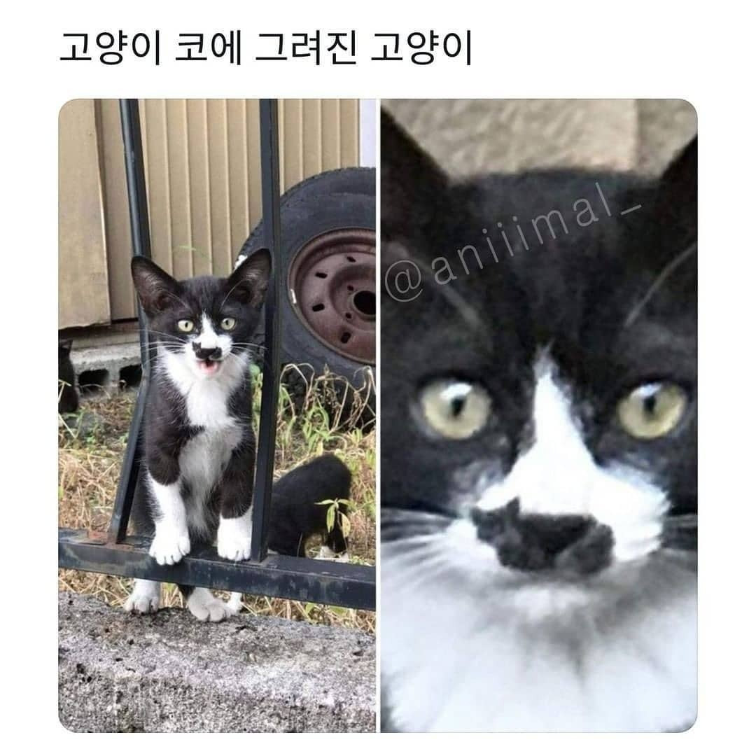 고양이: 갇혔어옹 꺼내주세옹