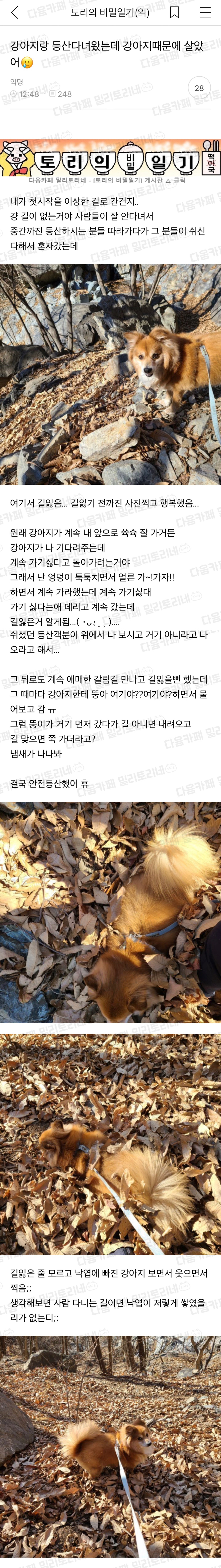 강아지랑 등산다녀왔는데 강아지때문에 살았어🥲 | 인스티즈