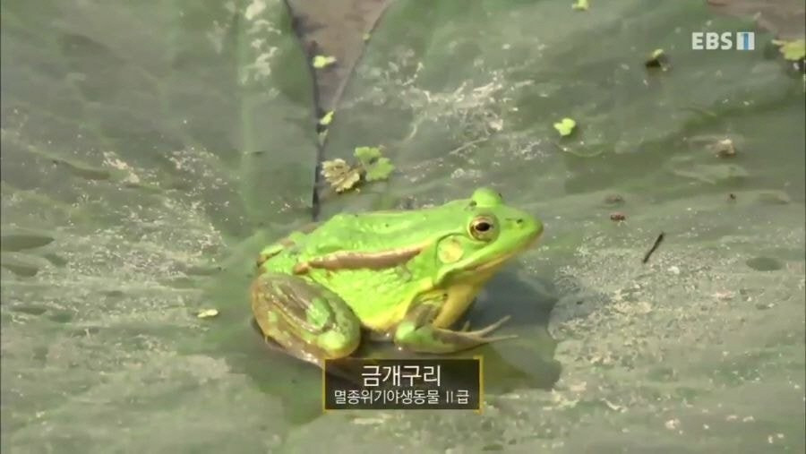 귀여운 금개구리의 사냥 방법.gif