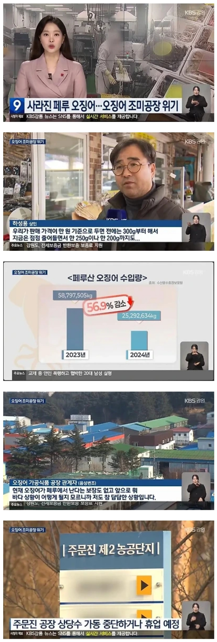  진미채 오징어 근황