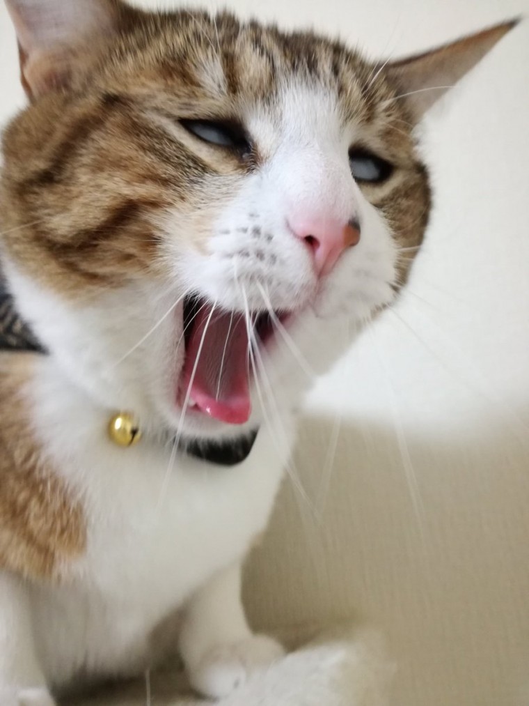 망한 고양이 사진 대회 | 인스티즈