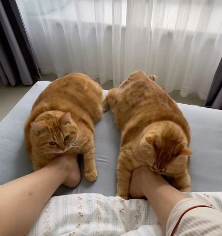 고양이 슬리퍼