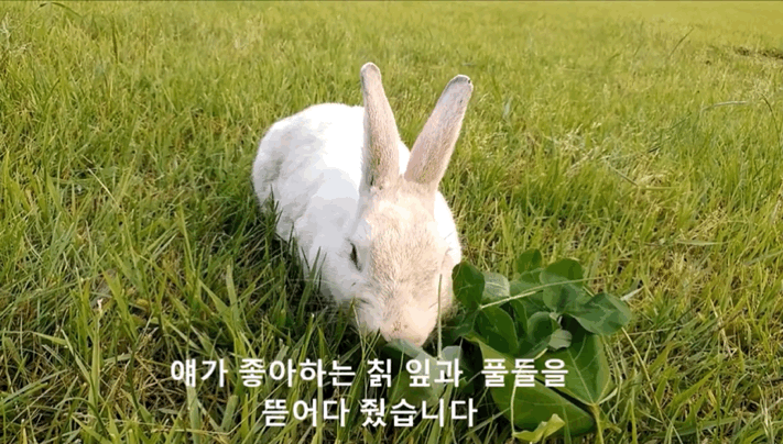 너무 귀엽고 신기한 토끼가 새끼를 지키는 방법 🐰 | 인스티즈
