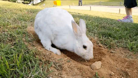 너무 귀엽고 신기한 토끼가 새끼를 지키는 방법 🐰 | 인스티즈