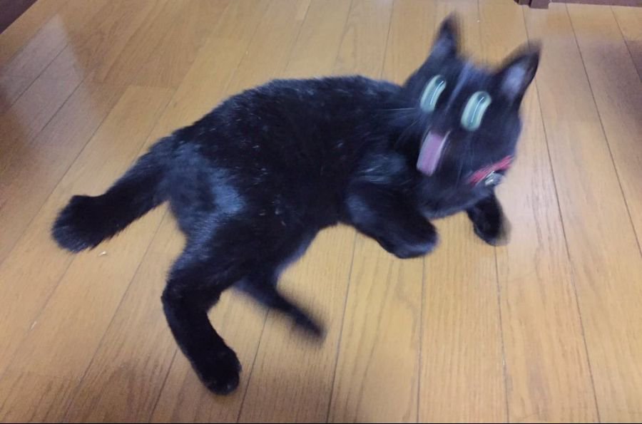 망한 고양이 사진 대회 | 인스티즈