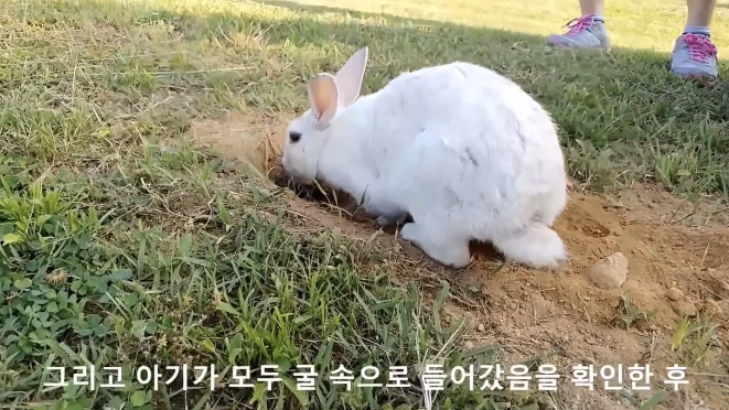 너무 귀엽고 신기한 토끼가 새끼를 지키는 방법 🐰 | 인스티즈