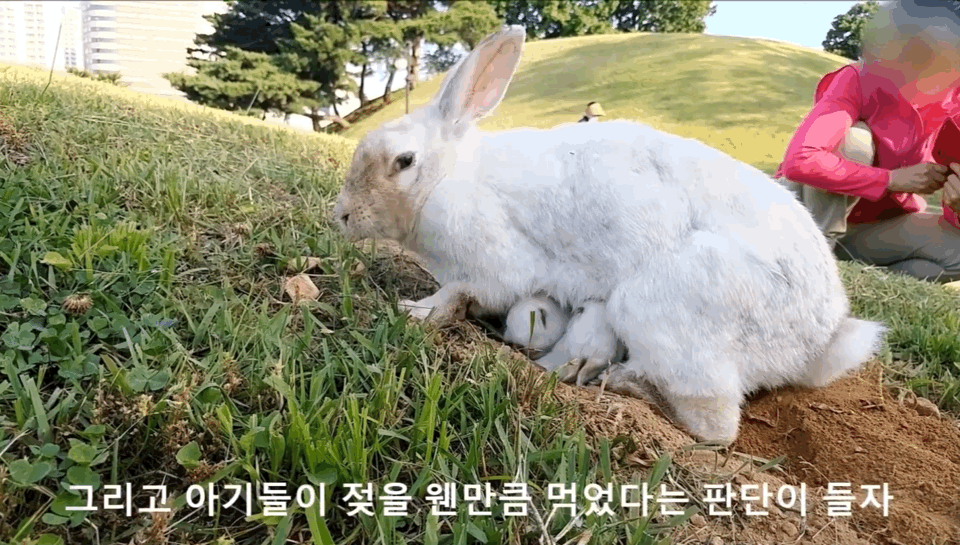 너무 귀엽고 신기한 토끼가 새끼를 지키는 방법 🐰 | 인스티즈