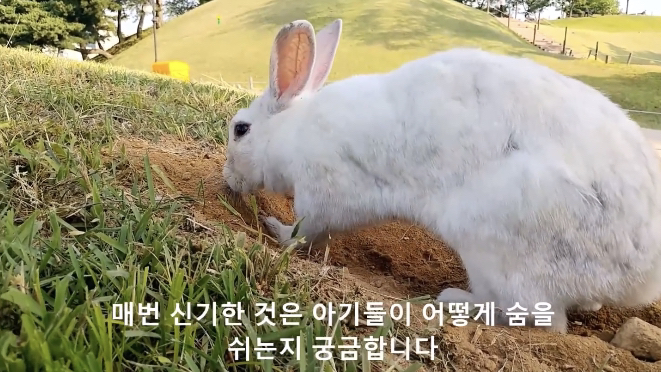 너무 귀엽고 신기한 토끼가 새끼를 지키는 방법 🐰 | 인스티즈
