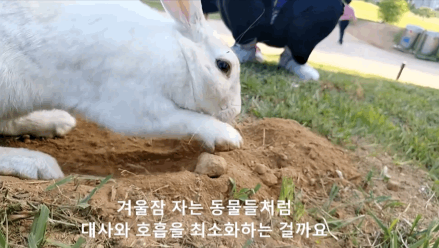 너무 귀엽고 신기한 토끼가 새끼를 지키는 방법 🐰 | 인스티즈