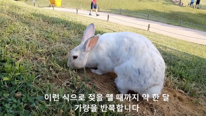 너무 귀엽고 신기한 토끼가 새끼를 지키는 방법 🐰 | 인스티즈