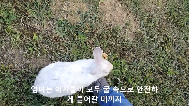 너무 귀엽고 신기한 토끼가 새끼를 지키는 방법 🐰 | 인스티즈
