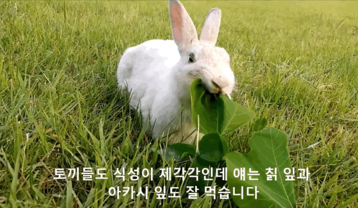 너무 귀엽고 신기한 토끼가 새끼를 지키는 방법 🐰 | 인스티즈