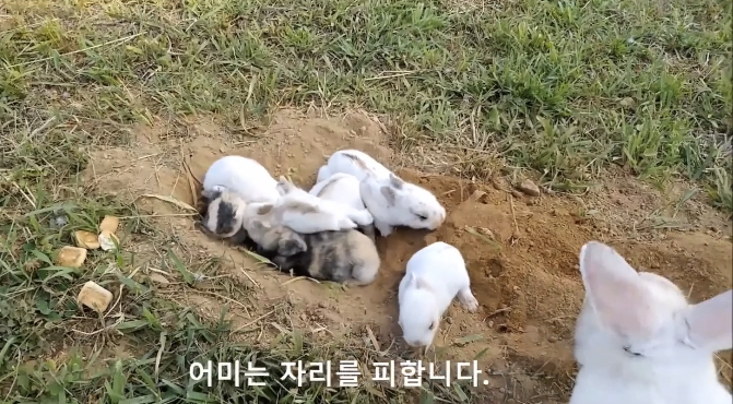 너무 귀엽고 신기한 토끼가 새끼를 지키는 방법 🐰 | 인스티즈