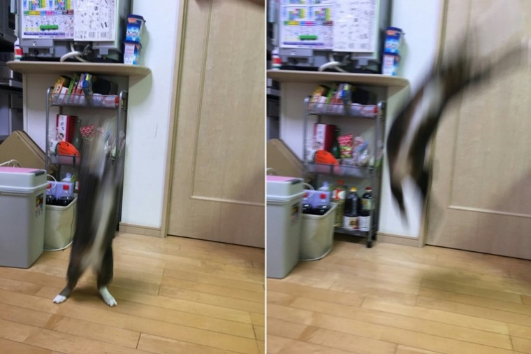 망한 고양이 사진 대회 | 인스티즈