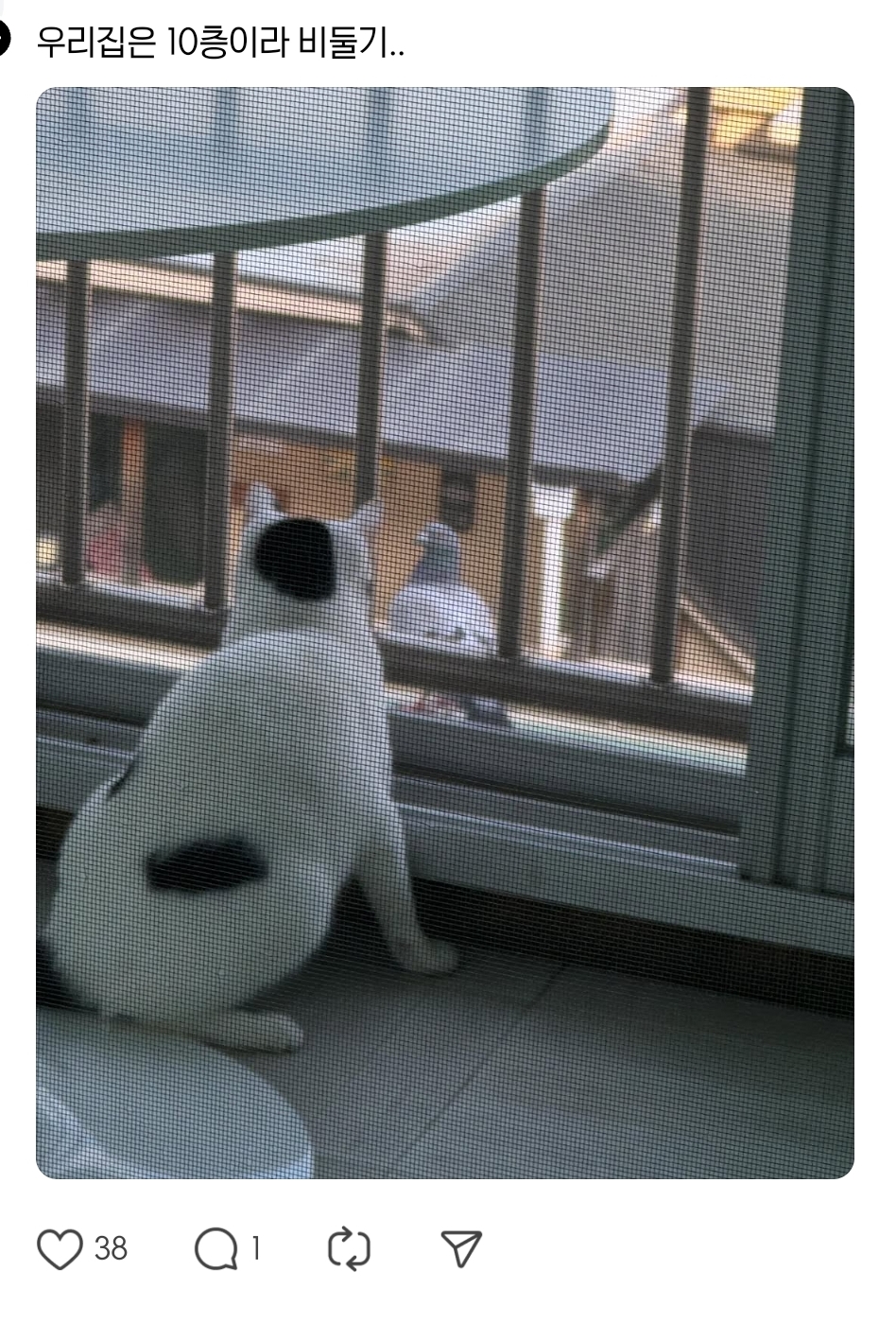 고양이랑 1층 살면 좋은 점.jpg | 인스티즈