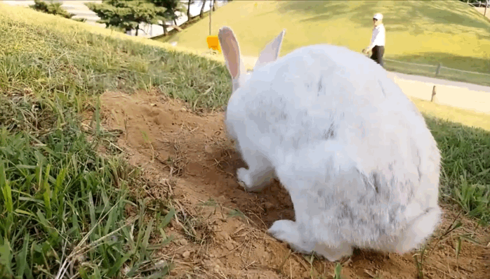 너무 귀엽고 신기한 토끼가 새끼를 지키는 방법 🐰 | 인스티즈