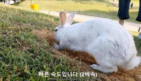너무 귀엽고 신기한 토끼가 새끼를 지키는 방법 🐰 | 인스티즈