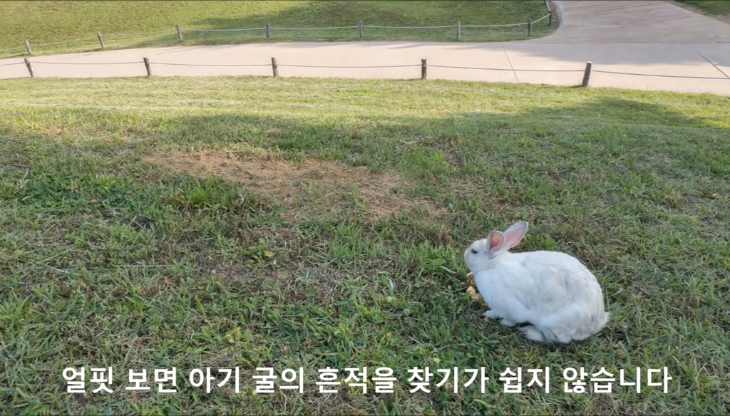 너무 귀엽고 신기한 토끼가 새끼를 지키는 방법 🐰 | 인스티즈