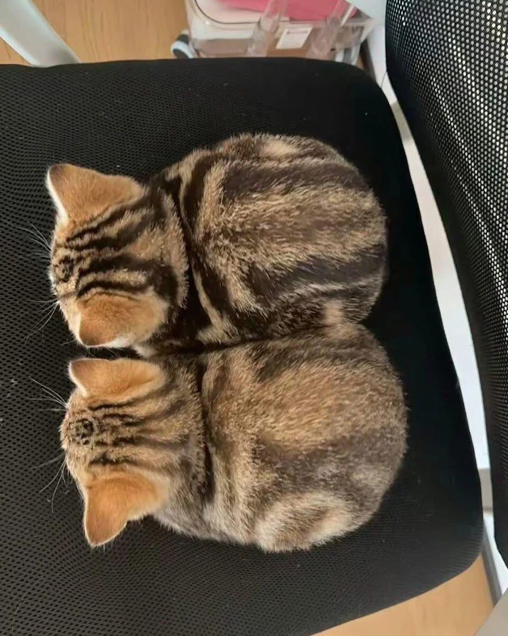 한날 한시 태어난 고양이 쌍둥이