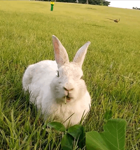  너무 귀엽고 신기한 토끼가 새끼를 지키는 방법 🐰