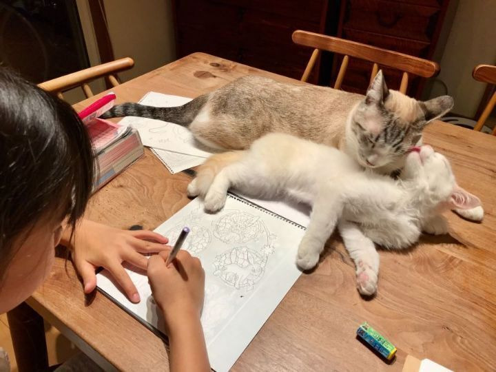  고양이 두마리 키우는 가정의 일상...JPG