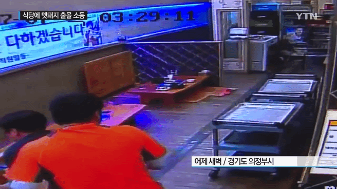 감자탕 먹다가 멧돼지가 처들어옴 | 인스티즈