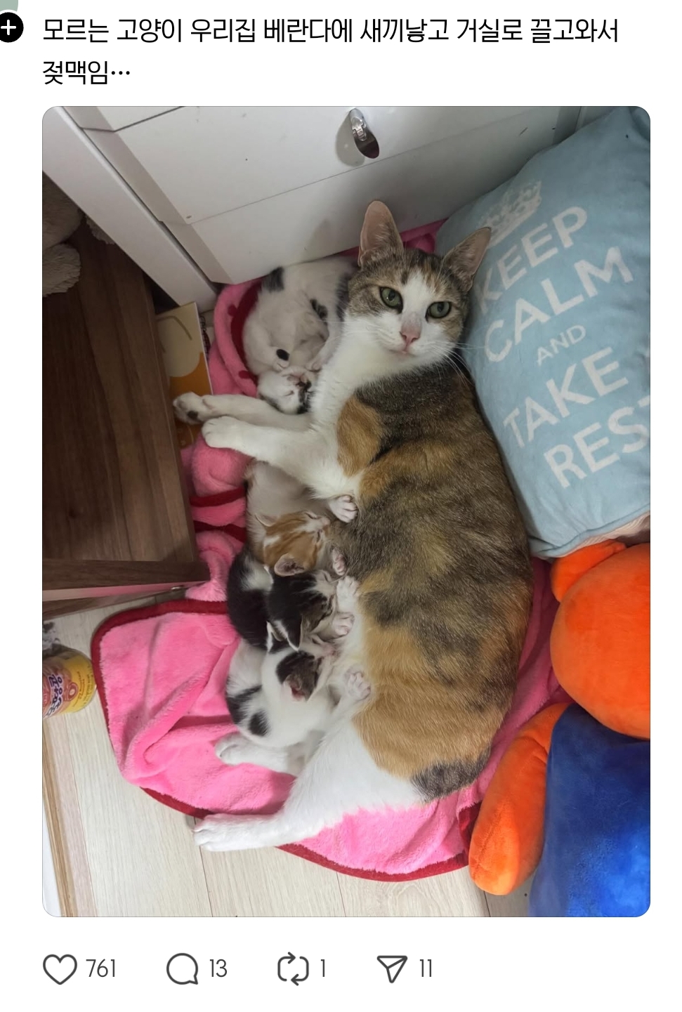 고양이랑 1층 살면 좋은 점.jpg | 인스티즈