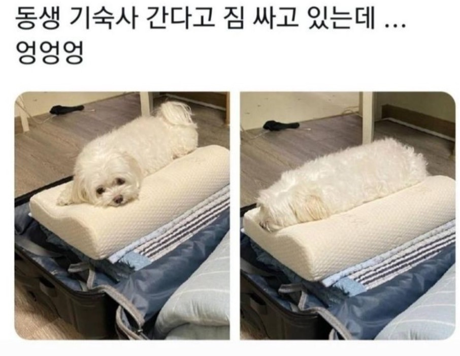  내동생 기숙사 간다고 짐싸는데