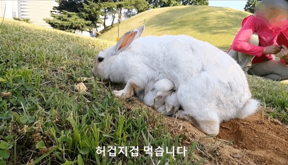 너무 귀엽고 신기한 토끼가 새끼를 지키는 방법 🐰 | 인스티즈