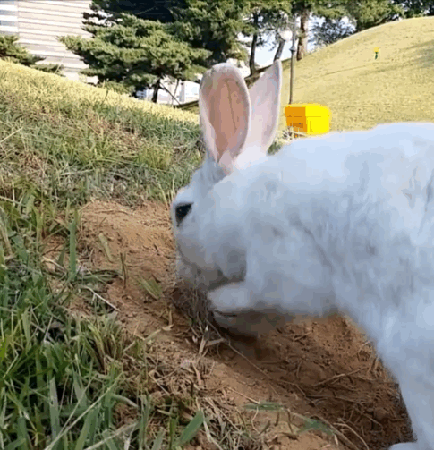 너무 귀엽고 신기한 토끼가 새끼를 지키는 방법 🐰 | 인스티즈