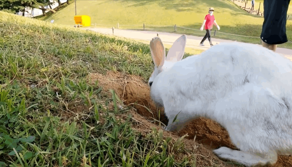 너무 귀엽고 신기한 토끼가 새끼를 지키는 방법 🐰 | 인스티즈