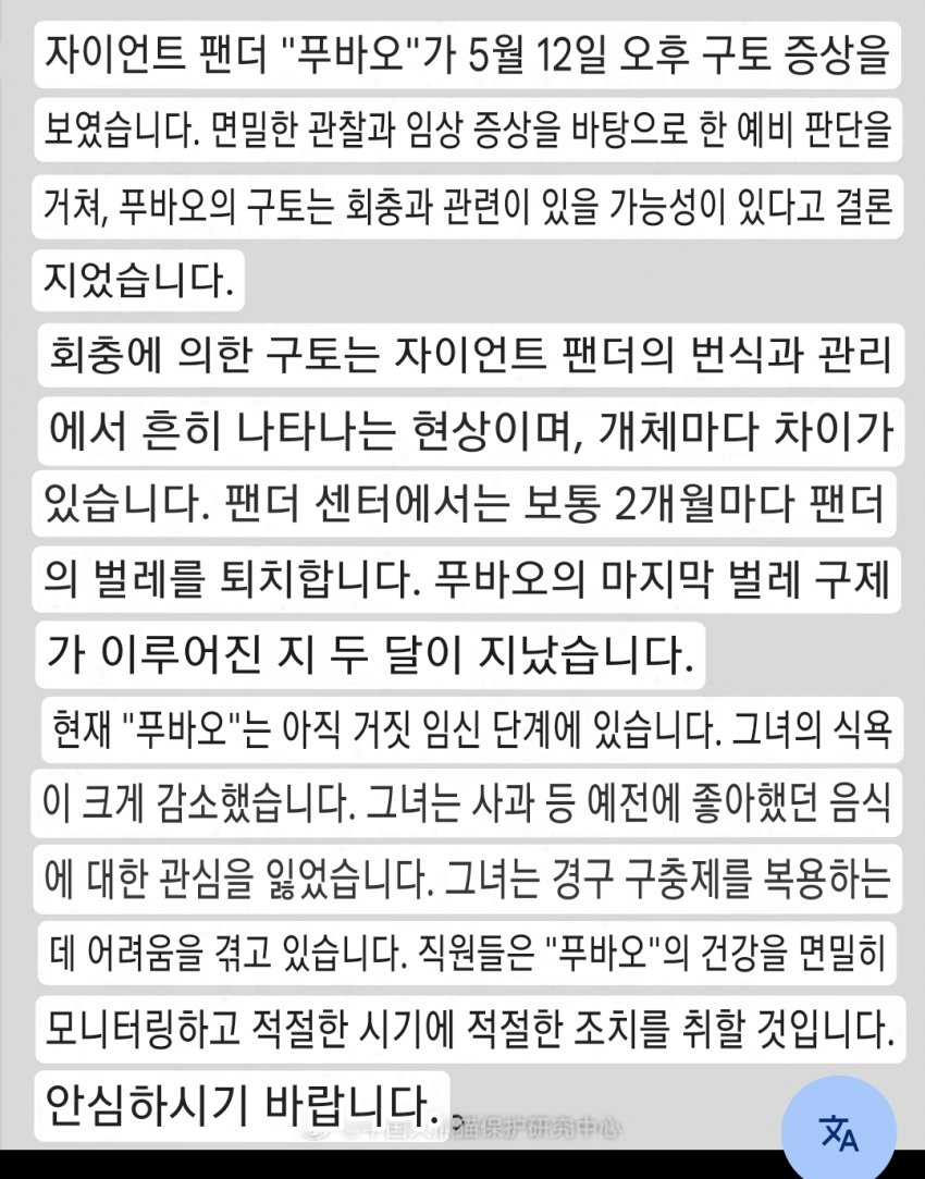 푸바오 구토 증상에 대한 센터 답변 | 인스티즈
