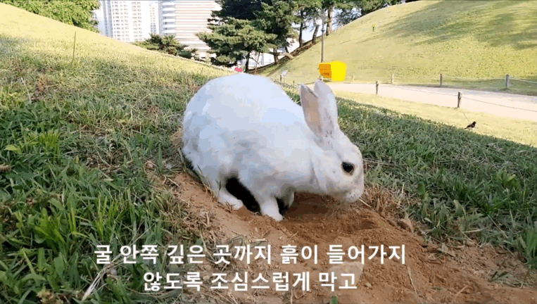 너무 귀엽고 신기한 토끼가 새끼를 지키는 방법 🐰 | 인스티즈