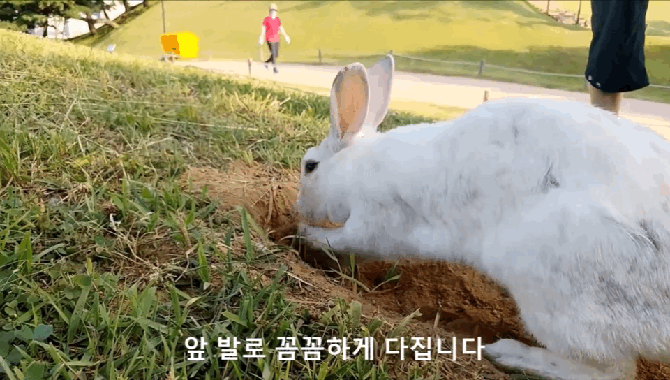 너무 귀엽고 신기한 토끼가 새끼를 지키는 방법 🐰 | 인스티즈